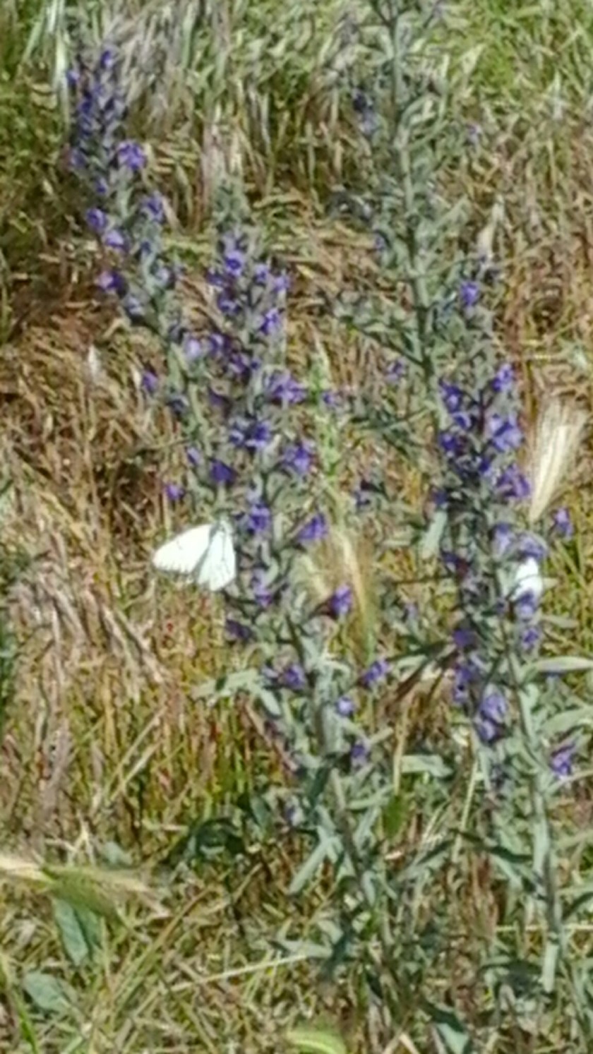 20160619_115015.jpg image